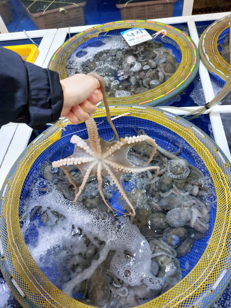 목포제주수산님의 장터 판매 상품 [낙지 10마리 50,000원 ] 첨부 사진