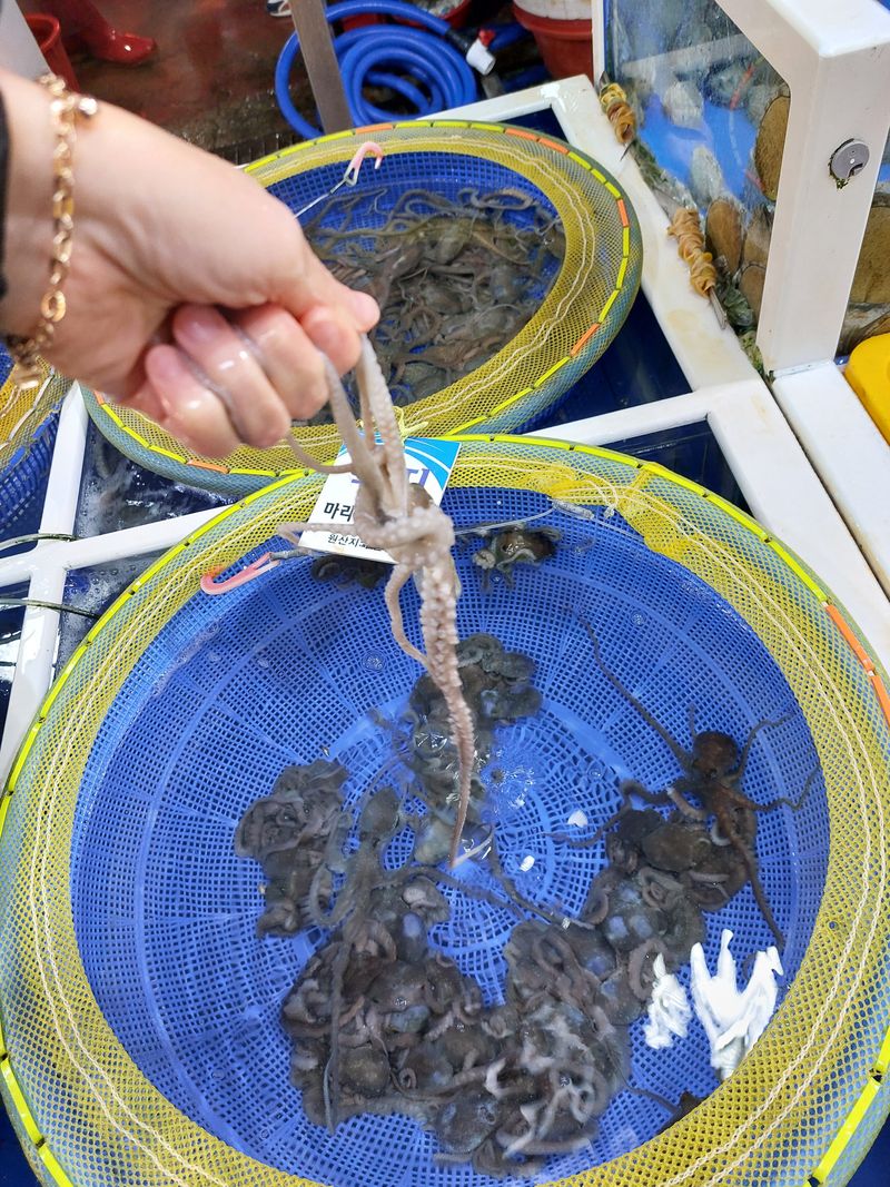 목포제주수산님의 장터 판매 상품 [낙지 10마리 50,000원 ] 첨부 사진
