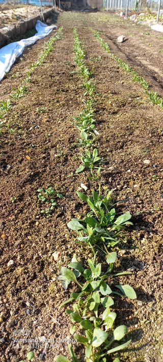 이성민님의 시금치 · 일상 작성글 사진