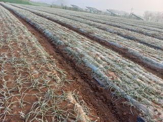 박린님의 마늘 · 자연재해•동물피해 작성글 사진