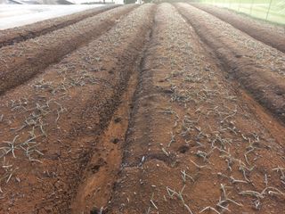 박린님의 마늘 · 자연재해•동물피해 작성글 사진