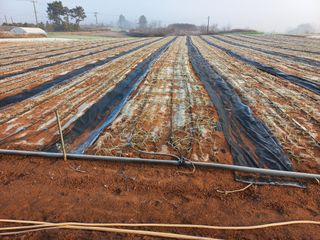 박린님의 마늘 · 자연재해•동물피해 작성글 사진