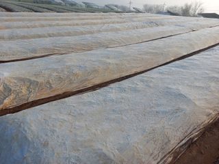 박린님의 마늘 · 자연재해•동물피해 작성글 사진