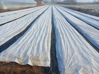 박린님의 마늘 · 자연재해•동물피해 작성글 사진