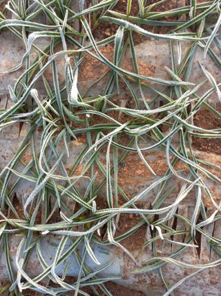 박린님의 마늘 · 자연재해•동물피해 작성글 사진