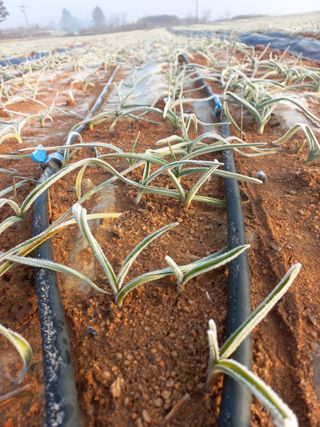 박린님의 마늘 · 자연재해•동물피해 작성글 사진