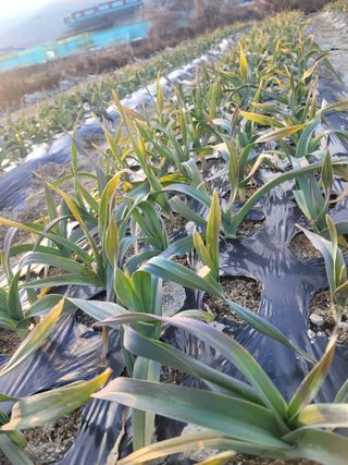 둥근마지기님의 기타작물 · 자유게시판 작성글 사진