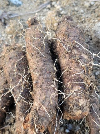 둥근마지기님의 기타작물 · 자유게시판 작성글 사진