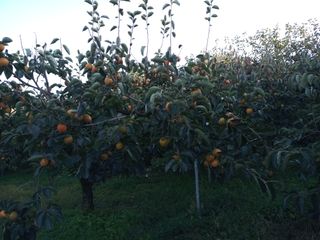 감자7294님의 감 · 병해충상담 작성글 사진