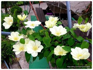 알 수 없음님의 기타작물 · 자유게시판 작성글 사진