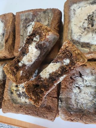 김경순님의 콩 · 자유게시판 작성글 사진