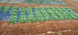 이주일 님의 배추 · 일상 작성글 사진