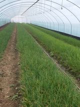 팜모닝 파·병해충상담 게시글 이미지