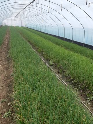 삼부자님의 파 · 병해충상담 작성글 사진