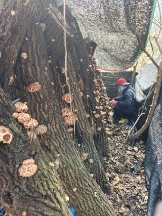 최군환님의 버섯 · 일상 작성글 사진