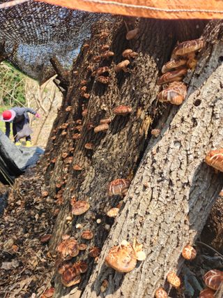 최군환님의 버섯 · 일상 작성글 사진