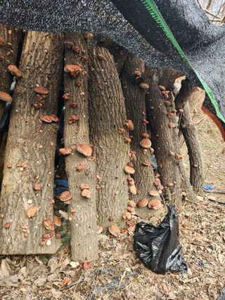 최군환님의 버섯 · 일상 작성글 사진