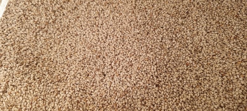 장터 상품 [참깨 1kg  판매완료] 썸네일