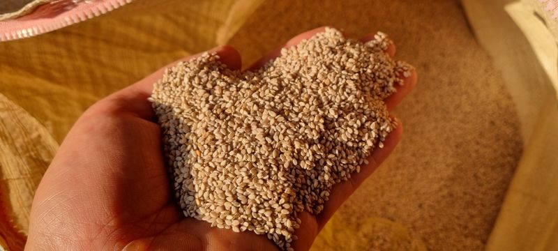 벼 양상추 재배농가님의 장터 판매 상품 [참깨 1kg  판매완료] 첨부 사진