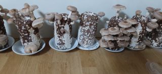 김해숙님의 팜모닝에게 바라는 것은? · 참여글 작성글 사진