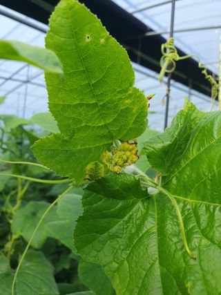 광양 변사또님의 농사, 무엇이든 물어보세요! · 참여글 작성글 사진