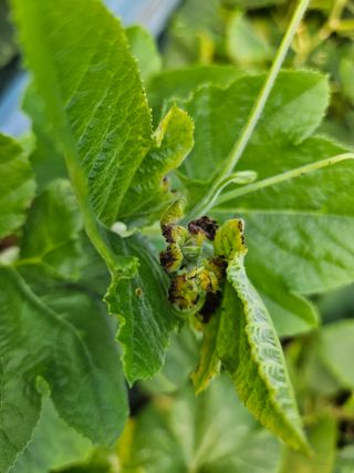 광양 변사또님의 농사, 무엇이든 물어보세요! · 참여글 작성글 사진