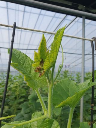 광양 변사또님의 농사, 무엇이든 물어보세요! · 참여글 작성글 사진