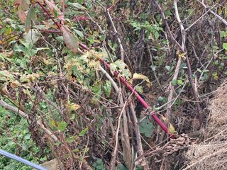 김종덕님의 두릅 · 시세•판로 작성글 사진