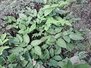 김종덕님의 두릅 · 시세•판로 작성글 사진