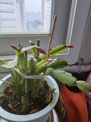 결단이님의 자유주제 · 건의해요 작성글 사진