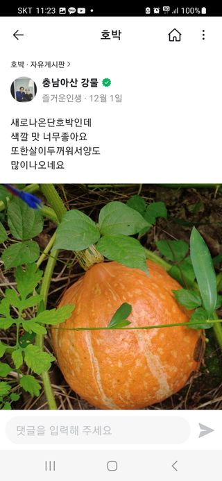 접시꽃님의 호박 · 자유게시판 작성글 사진