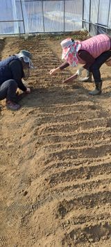 팜모닝 배추·영농일지 게시글 이미지