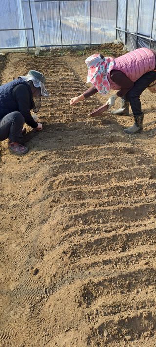 용호님의 배추 · 영농일지 작성글 사진