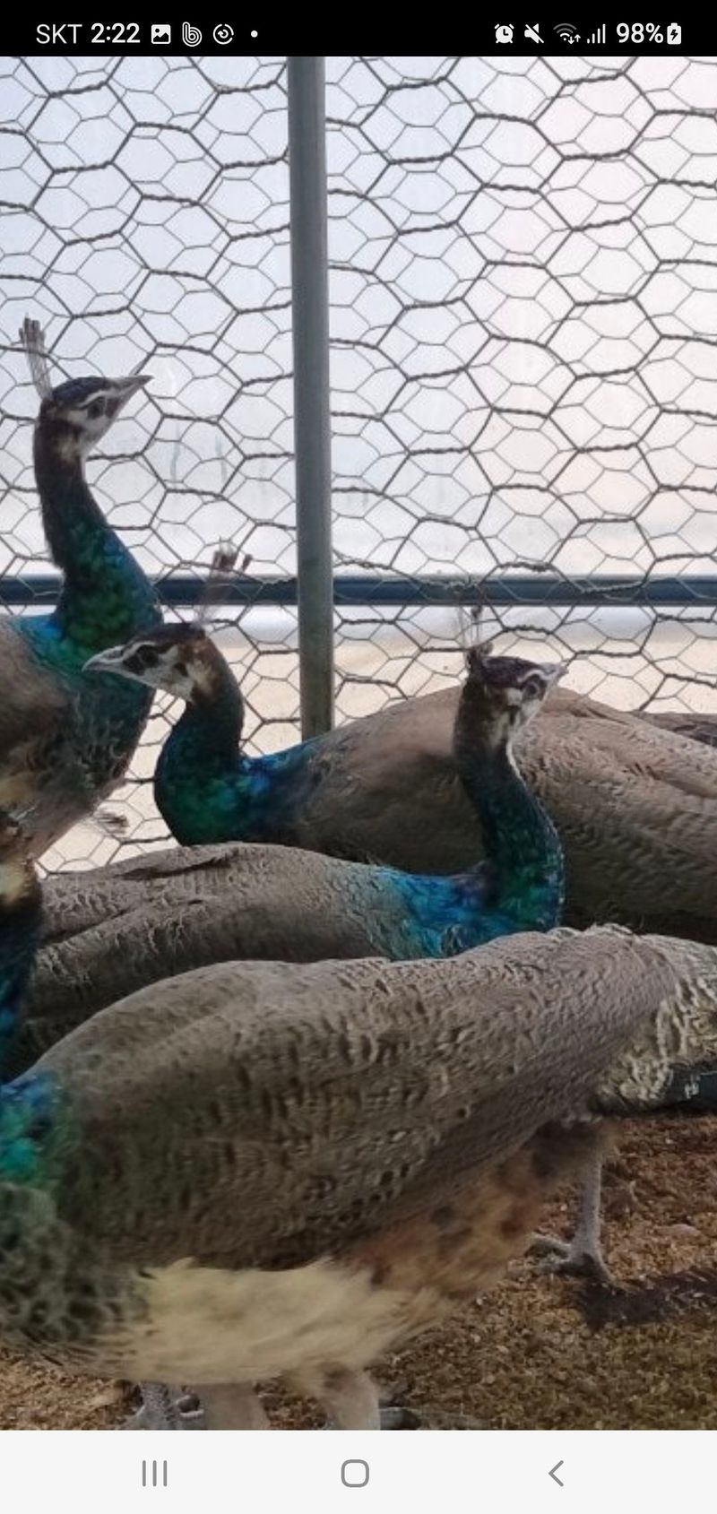 장터 상품 [청공작새] 썸네일