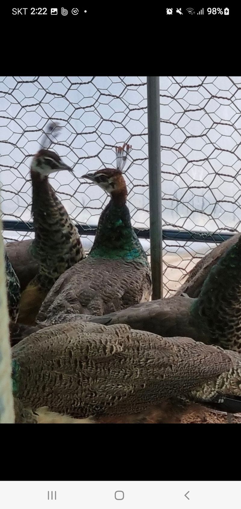 김영복님의 장터 판매 상품 [청공작새] 첨부 사진