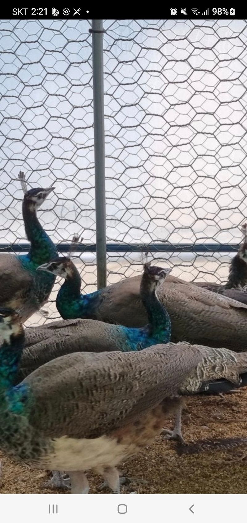 김영복님의 장터 판매 상품 [청공작새] 첨부 사진