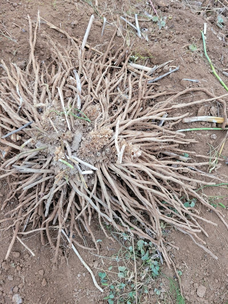 강태민님의 장터 판매 상품 [아스파라거스5년생] 첨부 사진