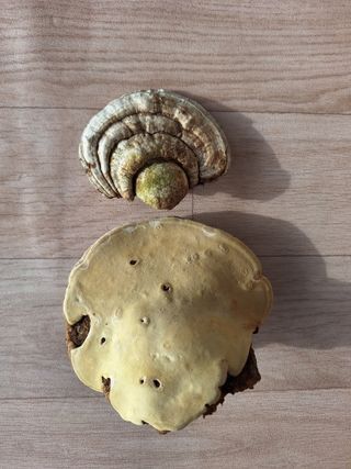 저금통님의 농사, 무엇이든 물어보세요! · 참여글 작성글 사진