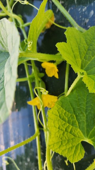 수반들농원님의 자유주제 · 자유게시판 작성글 사진