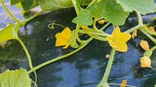 수반들농원님의 자유주제 · 자유게시판 작성글 사진