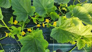 수반들농원님의 자유주제 · 자유게시판 작성글 사진