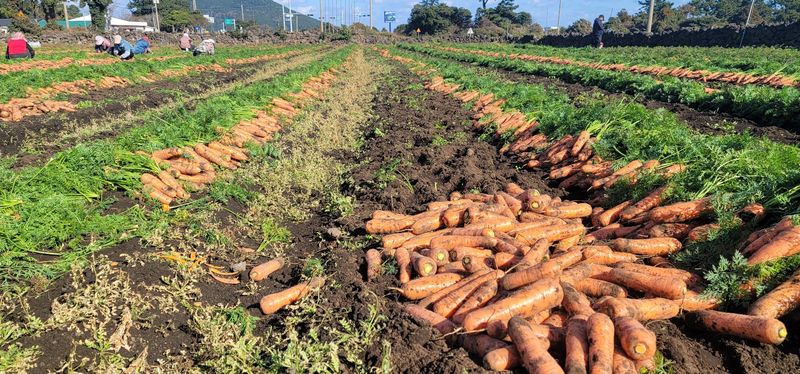 장터 상품 [제주담은농장 당근] 썸네일