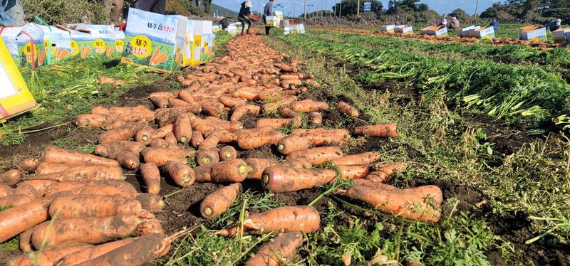 제주담은농장님의 장터 판매 상품 [제주담은농장 당근] 첨부 사진