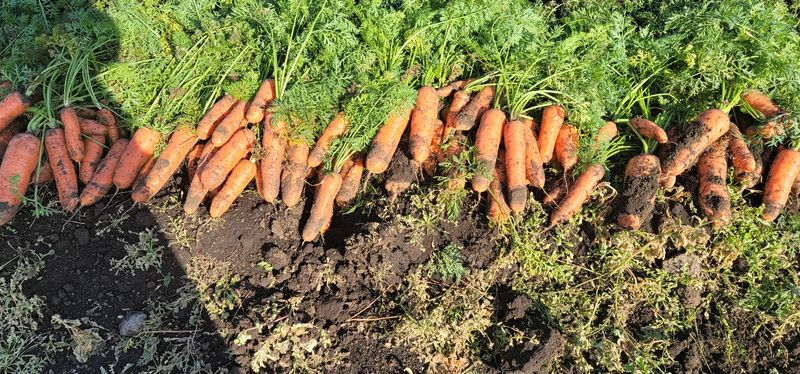 제주담은농장님의 장터 판매 상품 [제주담은농장 당근] 첨부 사진