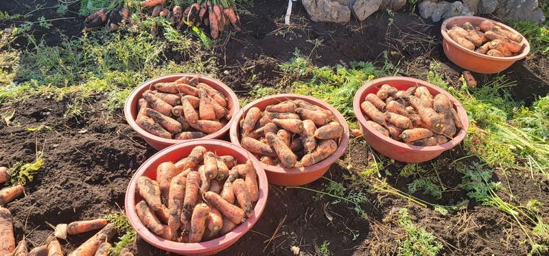 제주담은농장님의 장터 판매 상품 [제주담은농장 당근] 첨부 사진
