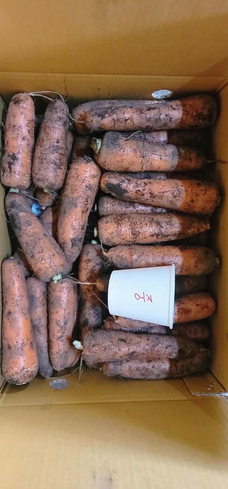 제주담은농장님의 장터 판매 상품 [제주담은농장 당근] 첨부 사진