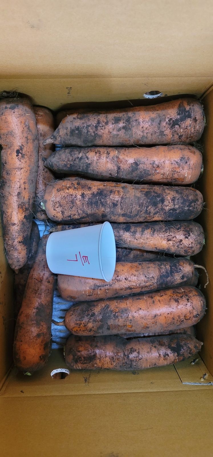 제주담은농장님의 장터 판매 상품 [제주담은농장 당근] 첨부 사진