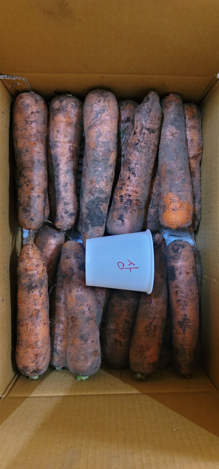 제주담은농장님의 장터 판매 상품 [제주담은농장 당근] 첨부 사진