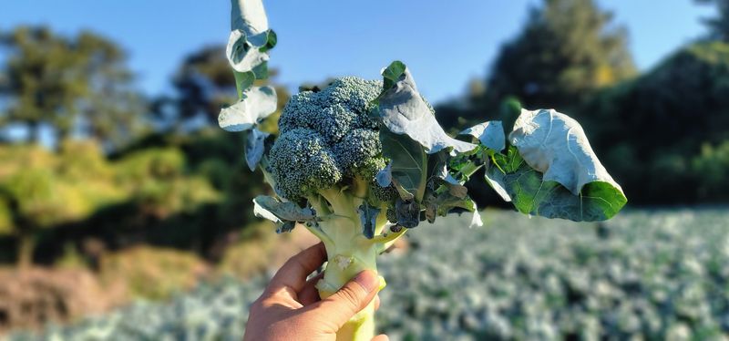 장터 상품 [제주담은농장 브로콜리] 썸네일