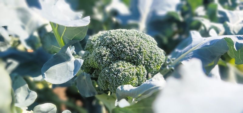 제주담은농장님의 장터 판매 상품 [제주담은농장 브로콜리] 첨부 사진